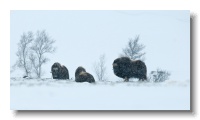 Musk Ox_ANL_6392